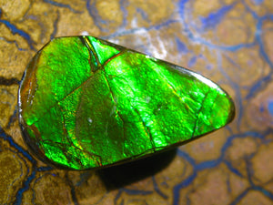 Ammolite Ammolith Cabochon Schmuckstein - Repps-Opal