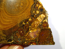Laden Sie das Bild in den Galerie-Viewer, GEM Boulder Yowah Matrix Opal Nuss sensationelles Muster mit vorschau VIDEO SAMMLER Vitrine