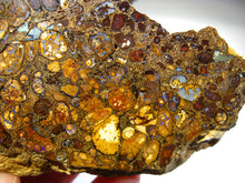 Laden Sie das Bild in den Galerie-Viewer, Boulder Yowah Matrix Opal Nuss sensationelles Muster mit vorschau VIDEO SAMMLER Vitrine