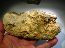 Laden Sie das Bild in den Galerie-Viewer, Boulder Yowah Matrix Opal Nuss sensationelles Muster mit vorschau VIDEO SAMMLER Vitrine