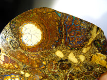 Laden Sie das Bild in den Galerie-Viewer, Boulder Yowah Matrix Opal Nuss sensationelles Muster mit vorschau VIDEO SAMMLER Vitrine