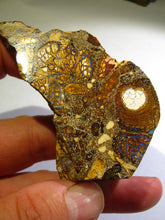Laden Sie das Bild in den Galerie-Viewer, Boulder Yowah Matrix Opal Nuss sensationelles Muster mit vorschau VIDEO SAMMLER Vitrine