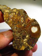 Laden Sie das Bild in den Galerie-Viewer, Boulder Yowah Matrix Opal Nuss sensationelles Muster mit vorschau VIDEO SAMMLER Vitrine