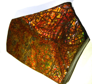 GEM RARR 1225 cts MONSTER Ammolite Drachenschuppen Ammolith Sammler Stück zum Sammeln oder Vitrine Roh Rough - Repps-Opal