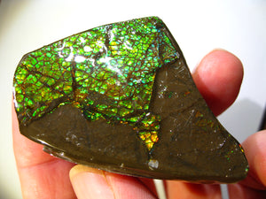 GEM RARR Ammolite Drachenschuppen Ammolith Sammler Stück zum Sammeln oder Vitrine Roh Rough - Repps-Opal