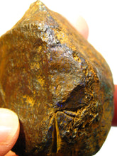 Laden Sie das Bild in den Galerie-Viewer, 740 cts GEM Boulder Matrix Opal Koroit Skin Nuss TRAUMHAFT VORSCHAU Video - Repps-Opal
