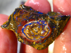 49 cts Australien Roh/rough Yowah NUSS Boulder Matrix Opal Sammler Schleifer