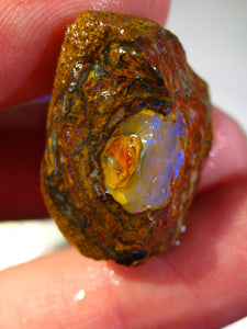 40 cts Australien Roh/rough Yowah NUSS Boulder Matrix Opal Sammler Schleifer