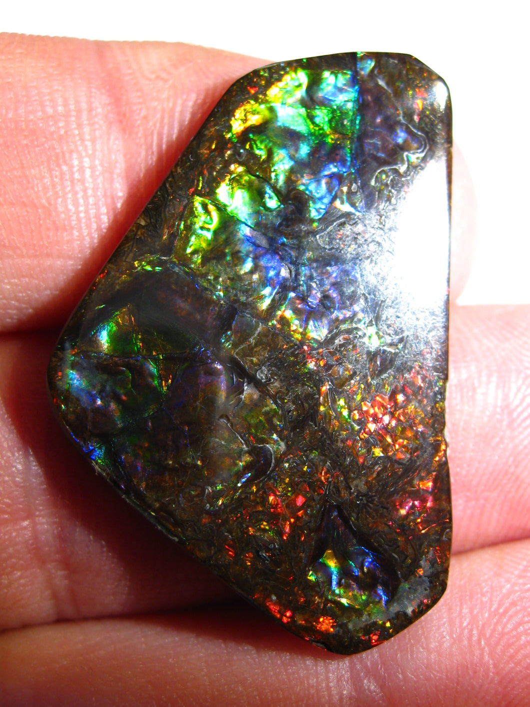 Doppelseiter Drachenschuppen Imperial Ammolith/Ammolite Stein mit Vorschau Video - Repps-Opal