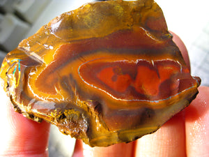 202 cts Australien Roh/rough Yowah Boulder Matrix Opal Sammler Schleifer