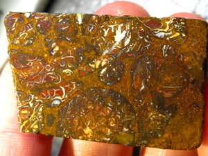 187 cts Australien Roh/rough Yowah Boulder Matrix Opal Sammler Schleifer