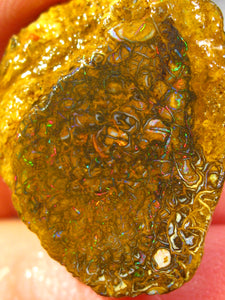 31 cts Australien Roh/rough Yowah Nuss Nut Boulder Matrix Opal Sammler Schleifer mit VORSCHAU Video