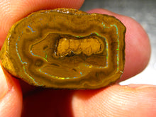 Laden Sie das Bild in den Galerie-Viewer, 32 cts Australien Roh/rough Yowah Nuss Nut Boulder Matrix Opal Sammler Schleifer