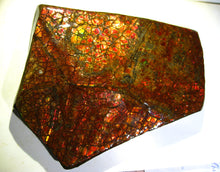 Laden Sie das Bild in den Galerie-Viewer, GEM RARR 1225 cts MONSTER Ammolite Drachenschuppen Ammolith Sammler Stück zum Sammeln oder Vitrine Roh Rough - Repps-Opal