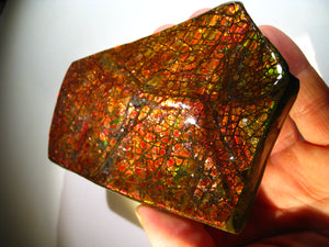 GEM RARR 1225 cts MONSTER Ammolite Drachenschuppen Ammolith Sammler Stück zum Sammeln oder Vitrine Roh Rough - Repps-Opal