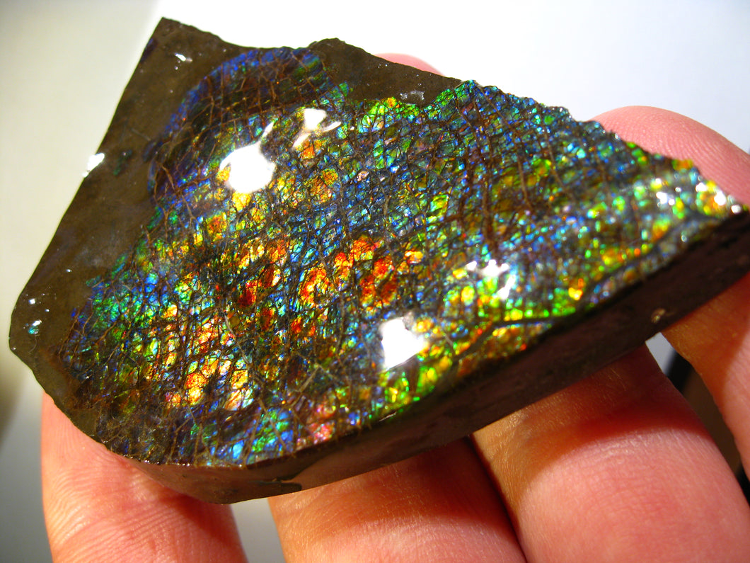 GEM RARR Ammolite Drachenschuppen Ammolith Sammler Stück zum Sammeln oder Vitrine Roh Rough - Repps-Opal